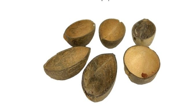 חב' 6 קערית מחצי אגוז קוקוס טבעי